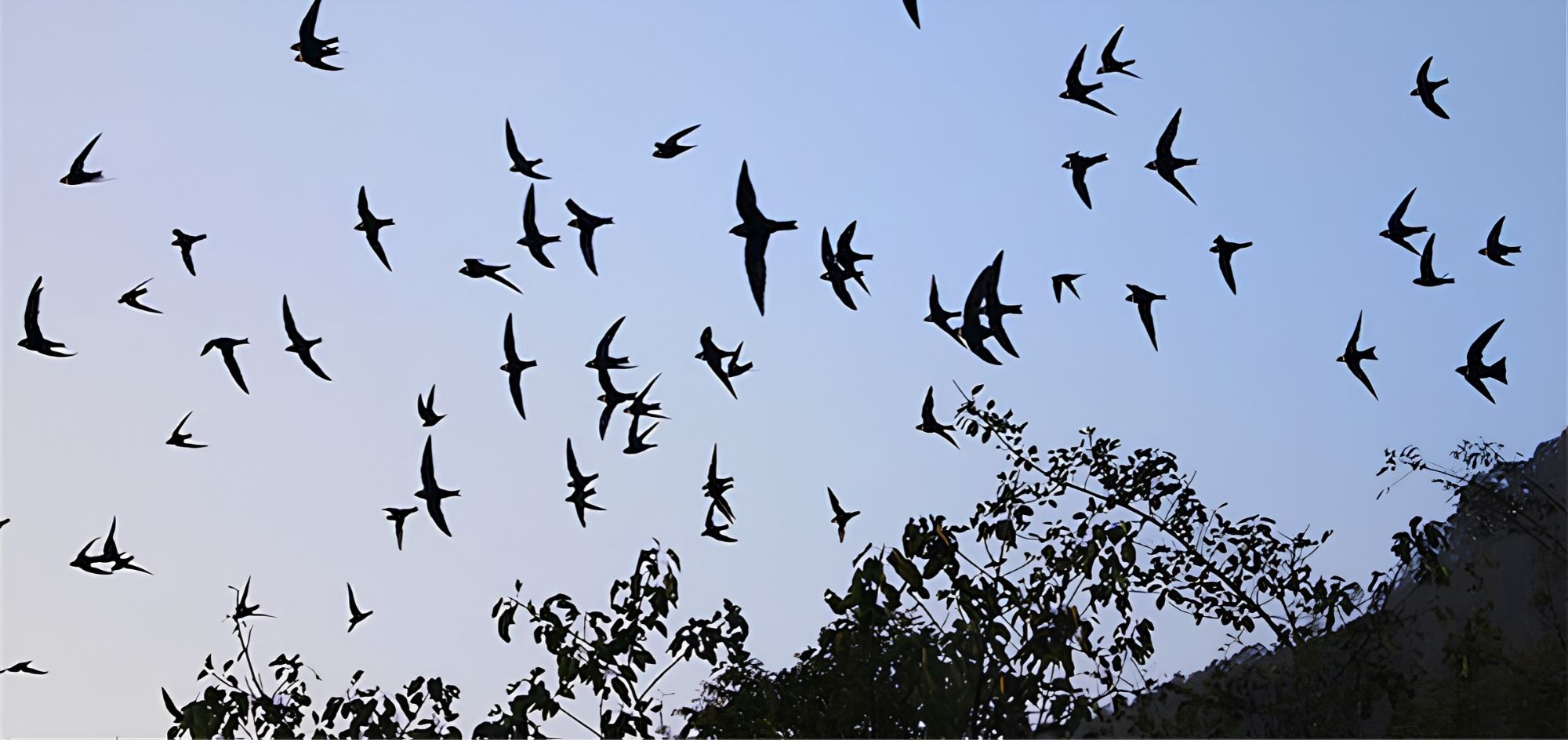 Boca de una caverna natural con aves volando al atardecer